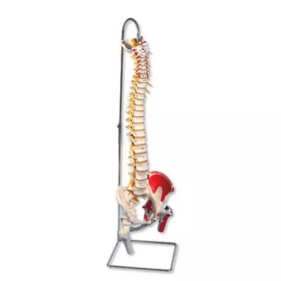 Deluxe Flexible Spine Model with Femur Heads and Painted Muscles A58/7