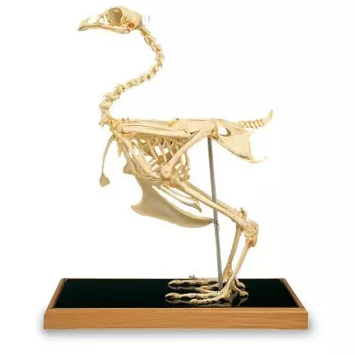 Chicken skeleton (Gallus gallus) T30002