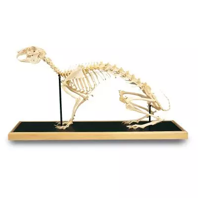 Hare skeleton (Lepus europaeus) T30008