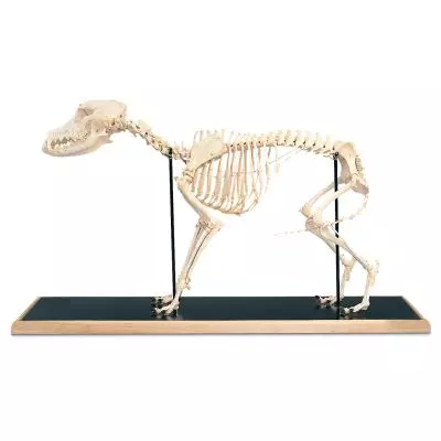 Dog Skeleton (Canis domesticus) T30009