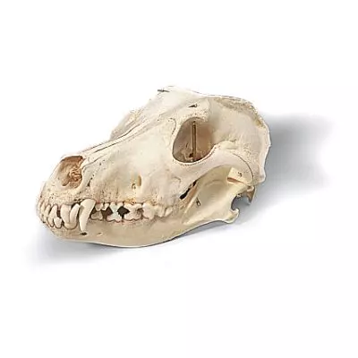 Dog Skull (Canis domesticus) T30021