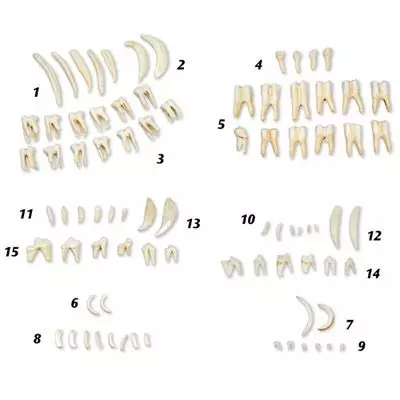 Types of Animal Teeth T30029