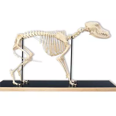 Dog Skeleton (Canis domesticus) T30040