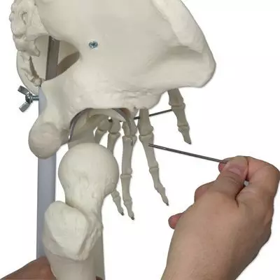 Human Skeleton Model Stan, mounted on a 5-star-base stand A10