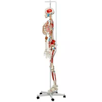 SAM, Deluxe Human Skeleton Sam, flexible with muscles origins and insertion and ligaments, A13/1