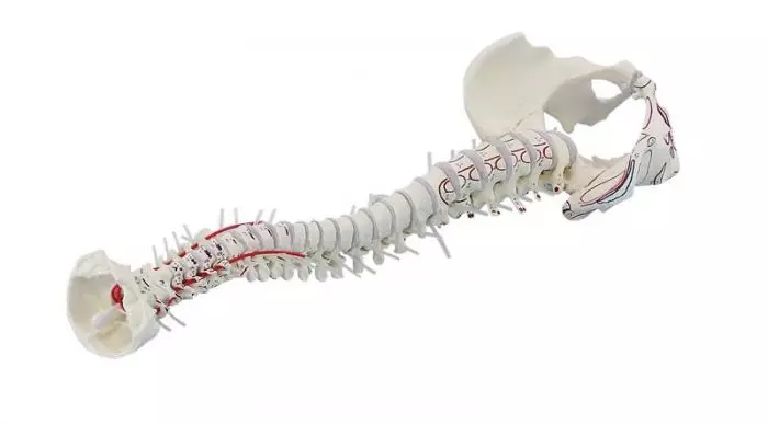 Vertebral column with pelvis and muscle markings Erler Zimmer