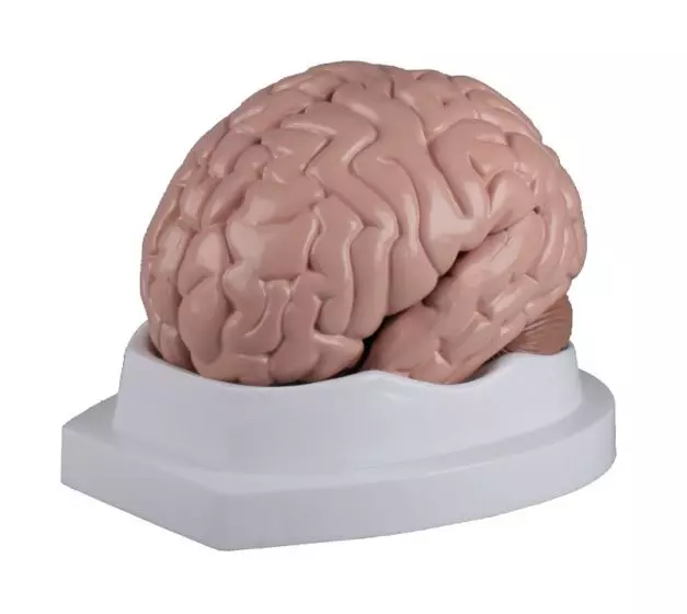 Brain model 5 parts Erler Zimmer