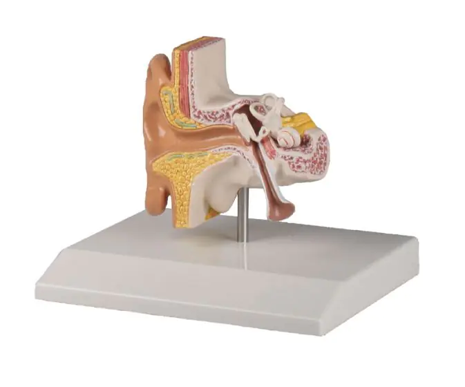 Ear model 1.5 times life size Erler Zimmer