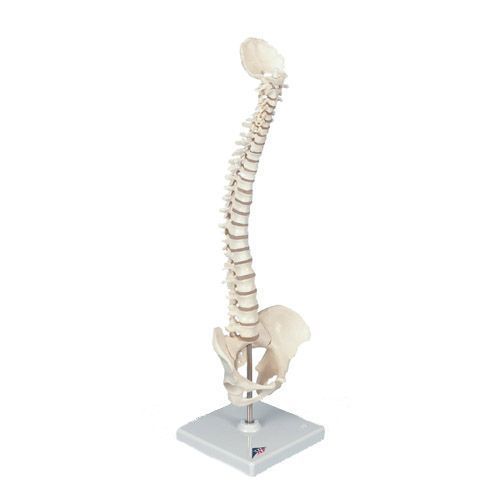 Mini Human Spine A18/20