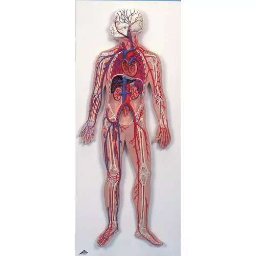 Circulatory System G30