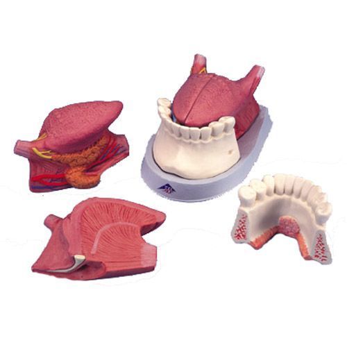 2.5 times enlarged tongue model 4 parts T12010