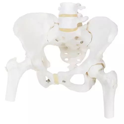 Female pelvic Skeleton, with movable femur A62