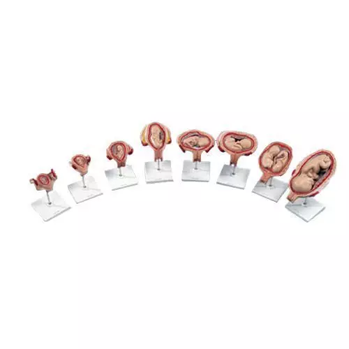 Embryo development Set L10