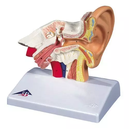 Desktop Ear Model, 1.5 times enlarged E12