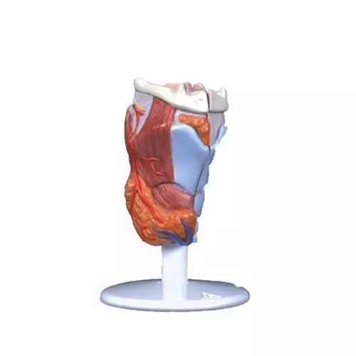 2-part Larynx model G22