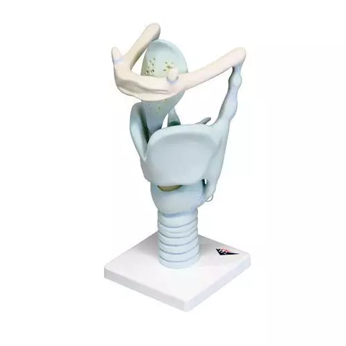 Functional Larynx model, 3 times enlarged VC219