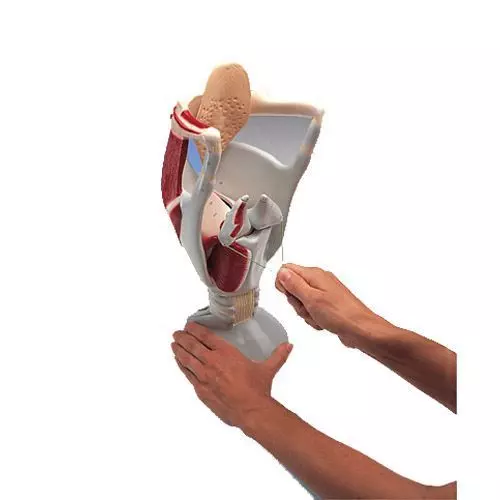 4 Times Enlarged Functional Larynx model W42503