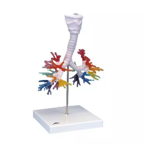 CT Bronchial Tree model with Larynx G23