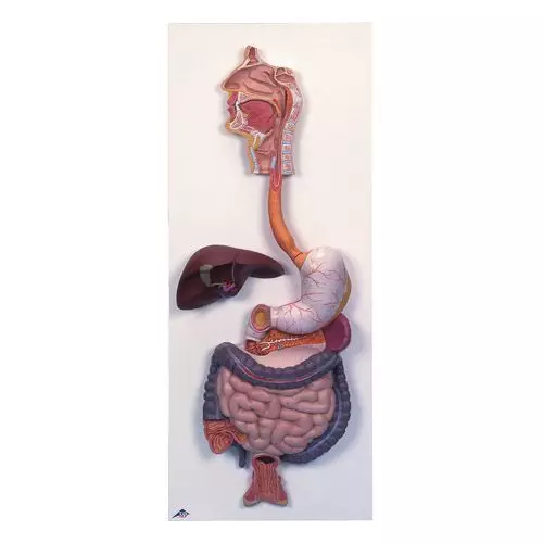 Digestive System model, 2 part K20