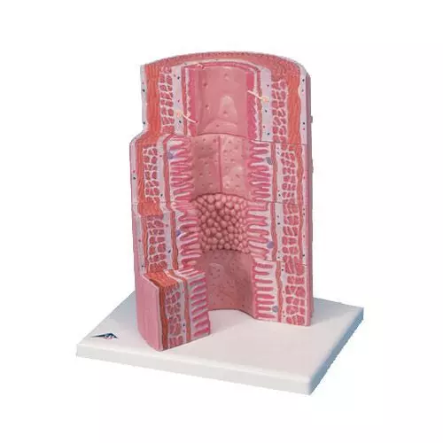 3B MICROanatomy Digestive System model, 20-times magnified K23