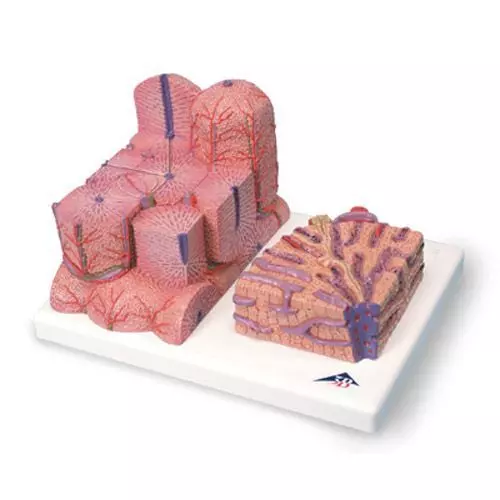 3B MICROanatomy Liver model K24