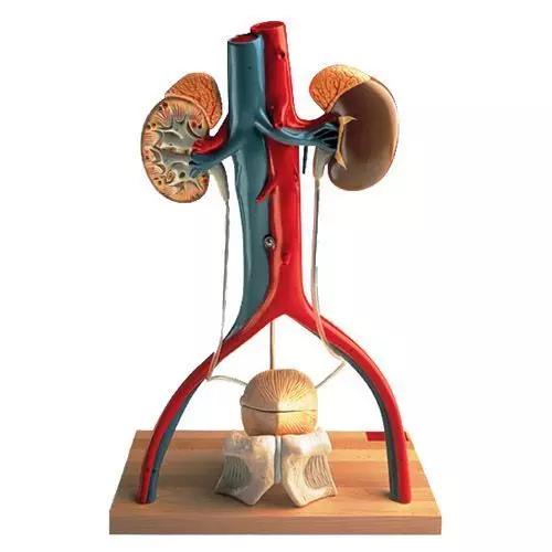 Free-Standing Urinary System, male W42510