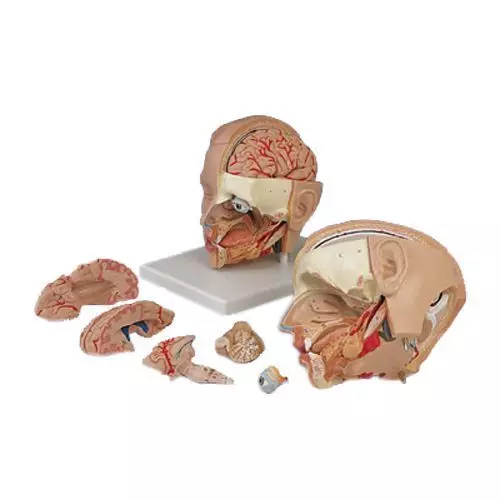 Head, anatomical model, 6 part, C09/1