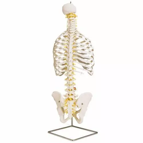 Classic Flexible Spine with ribs A56
