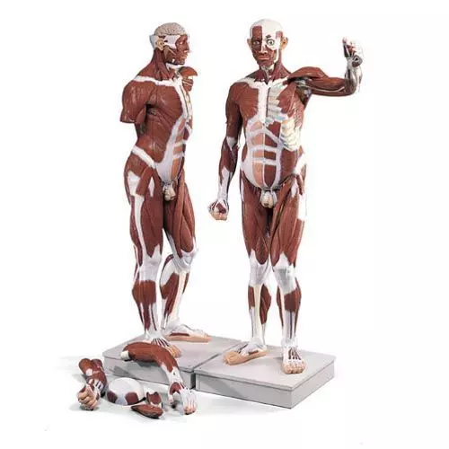 Life size Male Muscle Figure, 37 parts VA01