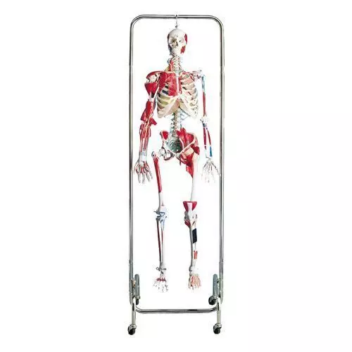 Orthopaedic Skeleton W47000