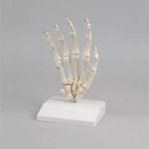 Skeleton of hand with stand Erler Zimmer