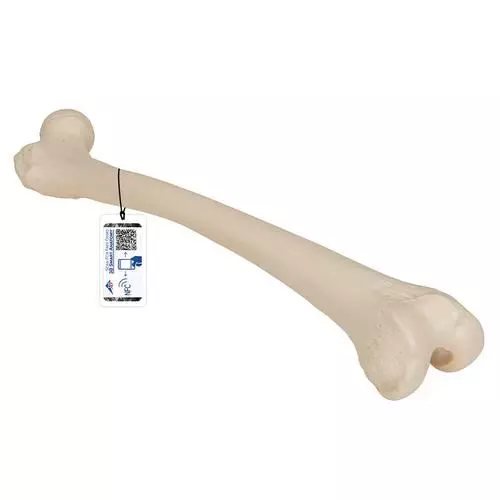 Femur, right A35/1R