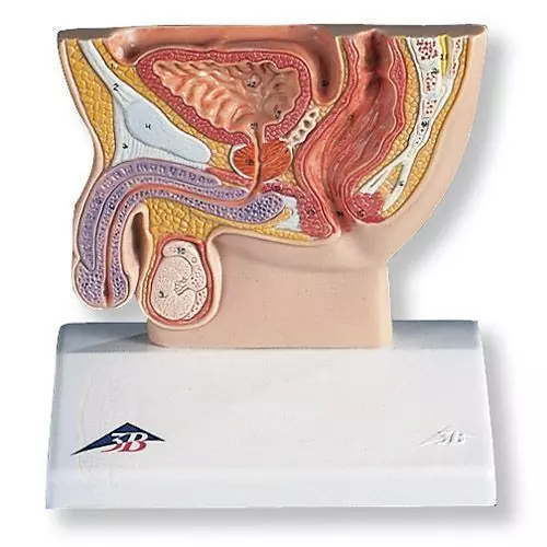 Male Pelvis Section, 1/2 life size