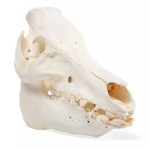 Pig Skull (Sus scrofa) T30016