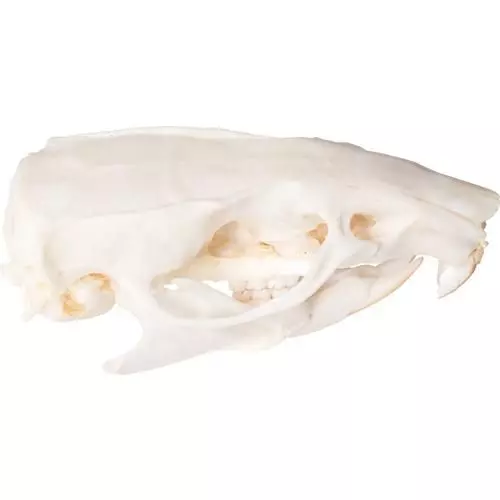 Rat skull (Rattus rattus) T30027