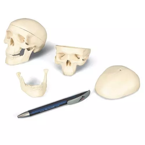 Mini Human Skull Model, 3 part