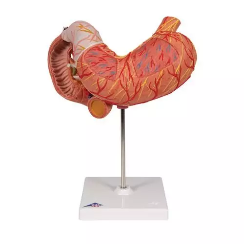 Stomach model, 3 part K16