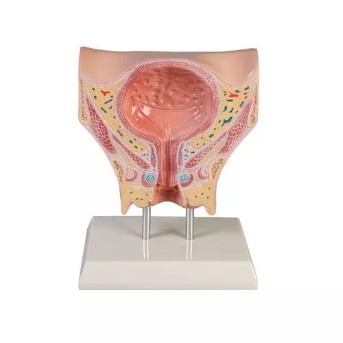 Female bladder model Erler Zimmer