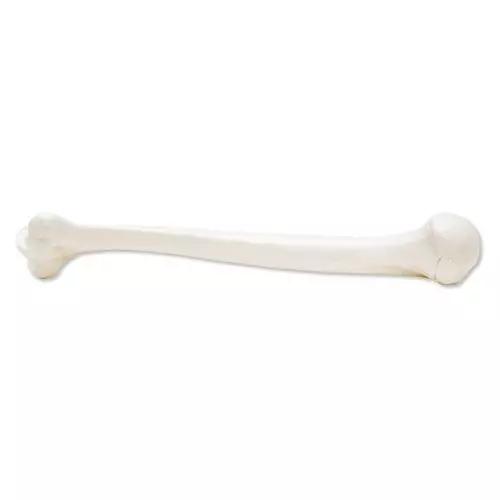 Humerus, left - 3B Scientific A45/1L