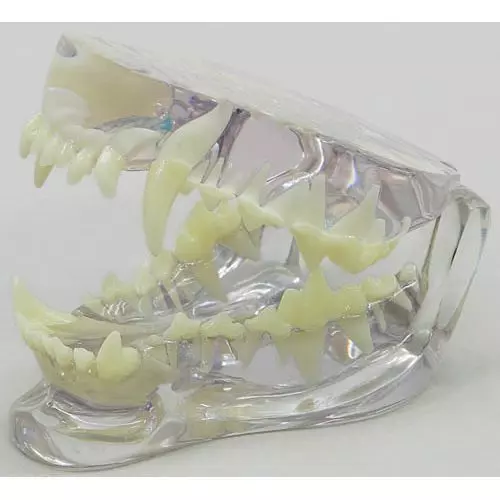 Clear Canine Jaw model Erler Zimmer