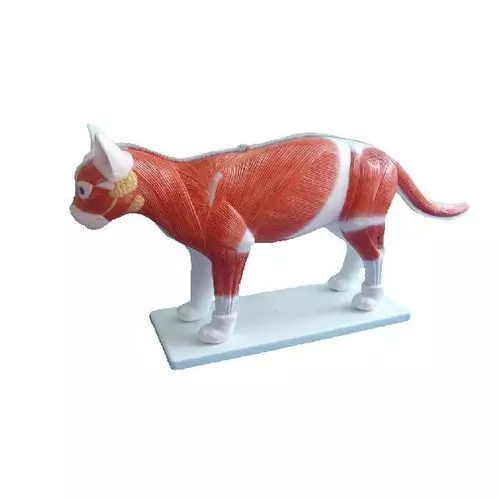 Mediprem cat anatomical model