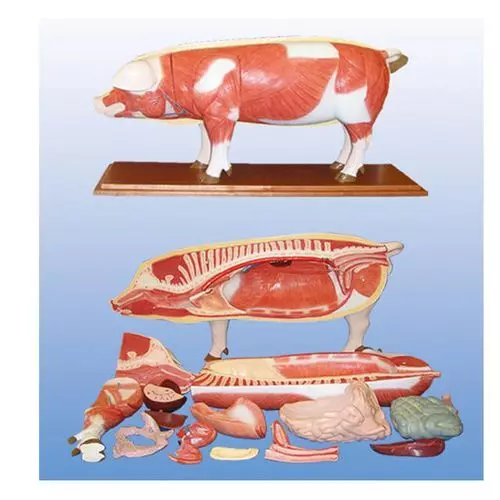 Mediprem pig anatomy model