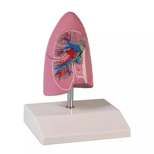 Lung half, ½ life size Erler Zimmer