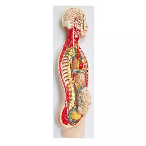 Mediprem human nervous system model