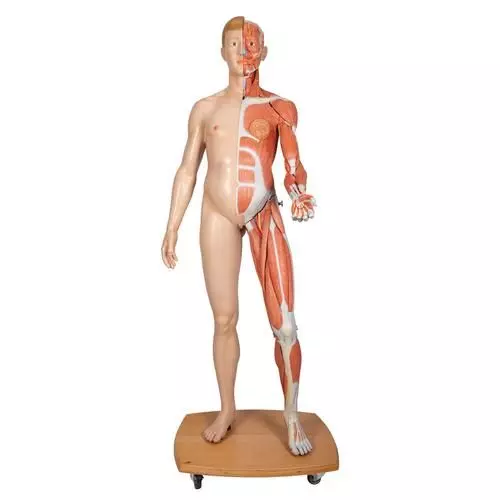 Model of caucasian bisexual human body, Life size, 39-part  B53