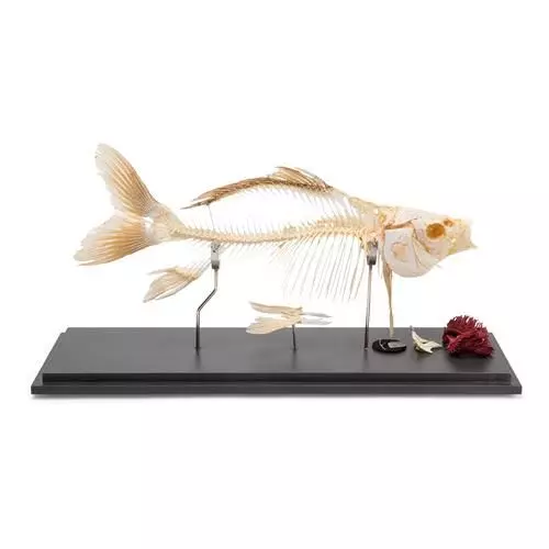 Fish skeleton - Carp (Cyprinus carpio) T30001