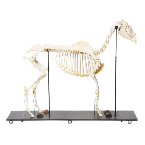 Horse Skeleton T30014