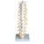 Thoracic Spinal Column A73