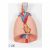 Lung Model with larynx, 7 part G15