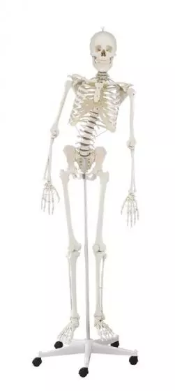 Human skeleton  "Hugo" Erler Zimmer